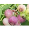 pink blueberry