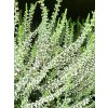 Calluna vulgaris Asli (1)
