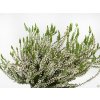 Calluna vulgaris Asli (1)