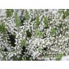 Calluna vulgaris Asli (2)