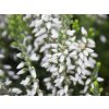 Calluna vulgaris Asli (3)