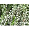 Calluna vulgaris Asli (2)