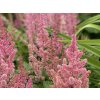 Čechrava čínská 'Vision in Pink' - Astilbe chinensis 'Vision in Pink'