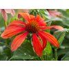 Echinacea Lakota Red