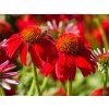 101597 5 echinacea salsa red 4