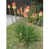 Mnohokvět hroznatý 'Flamenco' - Kniphofia uvaria 'Flamenco'