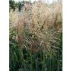 Ozdobnice čínská 'Cute One' - Miscanthus sinensis 'Cute One'