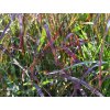 Proso prutnaté  'Sangria' - Panicum virgatum 'Sangria'