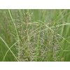 Opadavec - Sporobolus heterolepis
