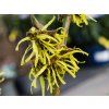 Hamamelis Westerstede