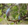 102092 1 magnolie blue opal