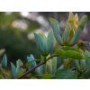 Magnolie 'Blue Opal'  Magnolia acuminata 'Blue Opal'