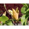 Magnolie 'Judy Zuk'  Magnolia 'Judy Zuk'
