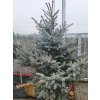 Picea pungens 'Erich Frahm' (1)