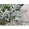 Picea pungens 'Erich Frahm' (2)