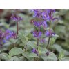 Šanta zkřížená 'Grol' - Nepeta x faassenii 'Grol'