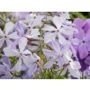 Phlox divaricata 'Clouds of Perfume'