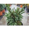 Picea likiangensis var. balfouriana 'Mittenwald H.B.' (2)