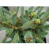 Picea likiangensis var. balfouriana 'Mittenwald H.B.' (1)