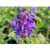 Šalvěj hajní 'Marvel Sky Blue' - Salvia nemorosa 'Marvel Sky Blue'  Salvia nemorosa 'Marvel Sky Blue'