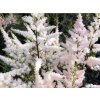 Čechrava Arendsova 'Bumalda' - Astilbe x arendsii 'Bumalda'  Astilbe x arendsii 'Bumalda'