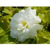 Clematis 'Duchess of Edinburgh' (2)
