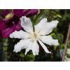 Clematis Halina Noll