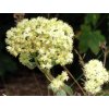 Rozchodník velký - Sedum maximum