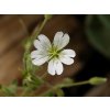 Rožec alpský - Cerastinum alpinum ssp. lanatum
