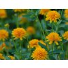 Janeba drsná 'Asahi' - Heliopsis helianthoides 'Asahi'