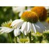 Echinacea Sombrero Blanco (1)