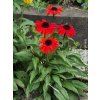 Třapatka nachová Sombrero 'Sangrita' - Echinacea purpurea Sombrero 'Sangrita'