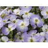 bicolor t