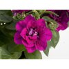 103556 petunia sweetsunshine magenta petunia hybrida sweetsunshine magenta