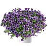 Littletunia� Blue Vein