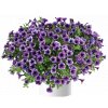 Littletunia® Blue Vein