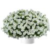 Littletunia� White Grace
