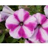 103574 petunia famous raspberry star petunia hybrida famous raspberry star