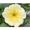103580 petunia famous yellow petunia hybrida famous yellow