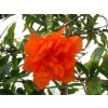 pleniflora