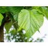 tilia cordata small leaved lime