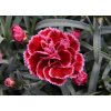 103676 hvozdik diantica burgundy dianthus diantica burgundy