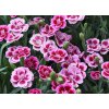 103682 hvozdik pink kisses dianthus pink kisses