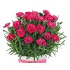 103685 hvozdik early love dianthus early love