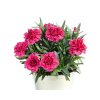 Web Dianthus Oscar PurpleWings 02152