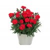 Web Dianthus Carmen Red 02214