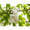 Prunus avium Plena (3)
