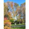 Acer rubrum Amstrong