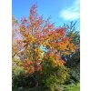Acer rubrum Amstrong2