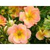 103904 2 peach